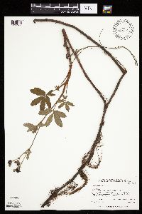 Comarum palustre image