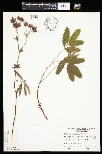 Comarum palustre image