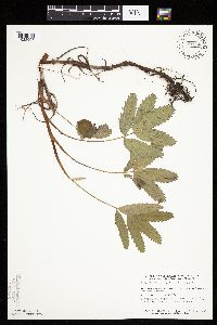 Image Associated With the Occurrence