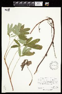 Comarum palustre image