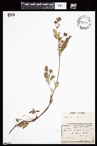 Thumbnail image of current specimen