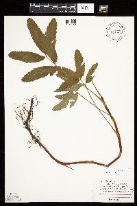 Image Associated With the Occurrence