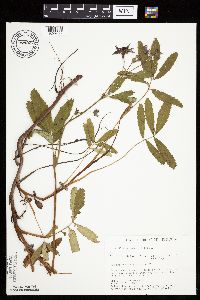 Thumbnail image of current specimen