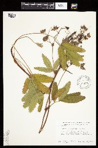 Comarum palustre image