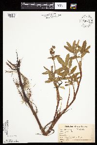 Comarum palustre image