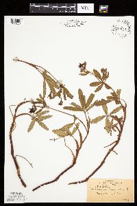 Comarum palustre image