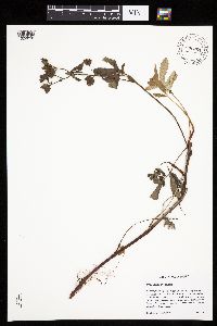 Comarum palustre image