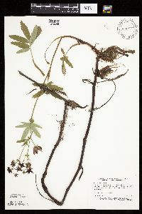 Image Associated With the Occurrence