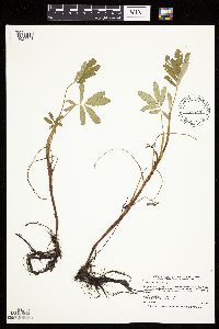 Comarum palustre image