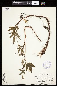 Comarum palustre image