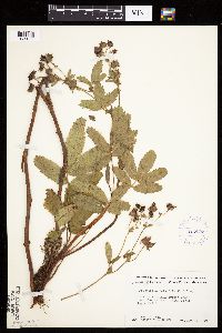 Image Associated With the Occurrence