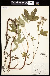 Comarum palustre image