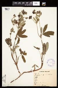 Comarum palustre image