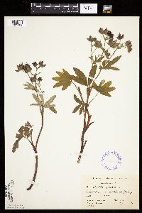 Image Associated With the Occurrence