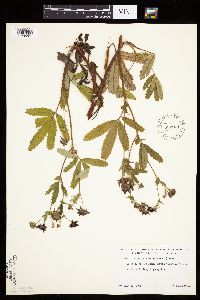 Comarum palustre image