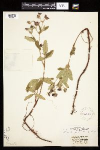 Comarum palustre image