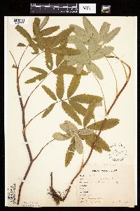 Comarum palustre image