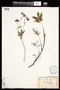 Comarum palustre image