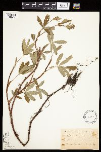 Image Associated With the Occurrence