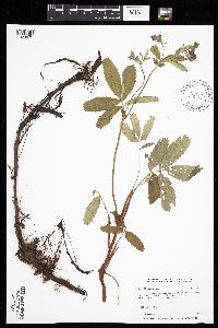 Comarum palustre image