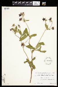 Comarum palustre image