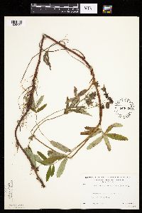 Comarum palustre image