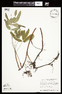 Comarum palustre image