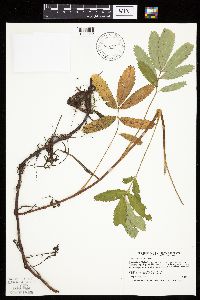 Thumbnail image of current specimen