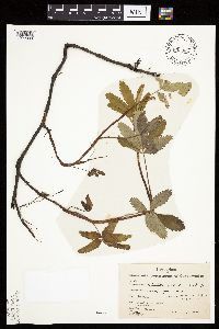 Comarum palustre image