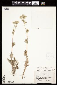 Potentilla pensylvanica image