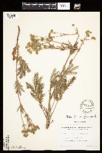 Potentilla pensylvanica image