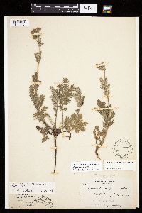 Potentilla pensylvanica image