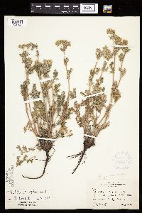 Potentilla pensylvanica image