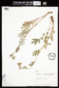 Potentilla pensylvanica image