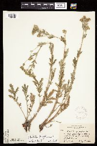 Potentilla pensylvanica image