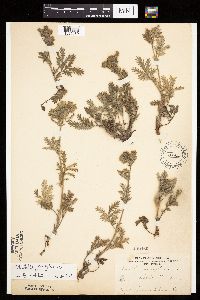 Potentilla pensylvanica image