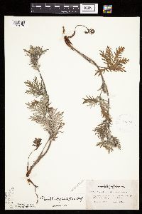 Potentilla bipinnatifida image