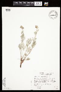 Potentilla bipinnatifida image