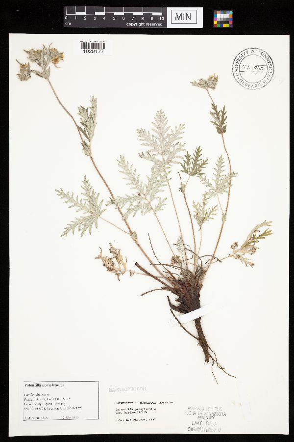 Potentilla bipinnatifida image