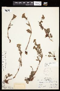 Potentilla bipinnatifida image