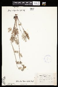 Potentilla bipinnatifida image