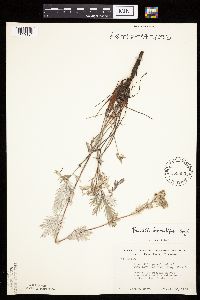 Potentilla bipinnatifida image