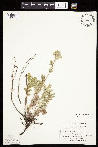 Potentilla pensylvanica image