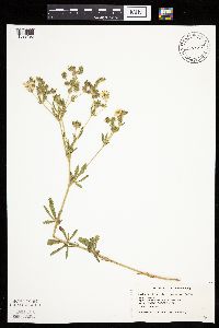Potentilla recta image