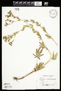 Potentilla recta image