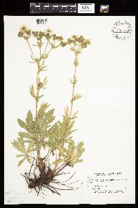 Potentilla recta image