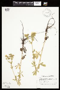 Potentilla recta image