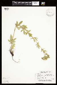 Potentilla recta image