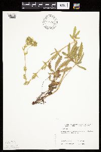 Potentilla recta image