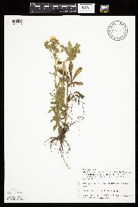 Potentilla recta image